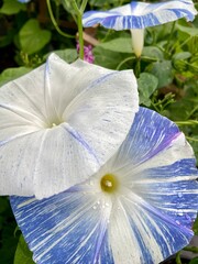 Blue and white morning glories