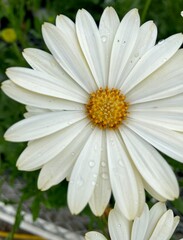 Fototapeta premium daisy flower with dew closeup