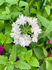 pink verbena flowers