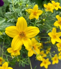 Obraz na płótnie Canvas Yellow Biden flowers