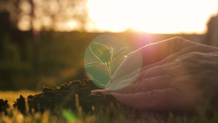 Close up woman hands planting green tree sprout in ground. Seedling put down by its roots into fertile soil and corrected by pressing soil with hands. Warm shine of sun at sunset. Care of nature - Powered by Adobe