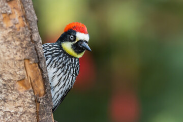 Close-up side view of an acorn woodpecker (Melanerpes formicivorus) on a green background in Costa Rica.