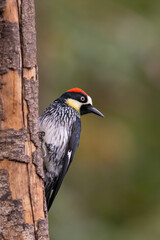 Close-up side view of an acorn woodpecker (Melanerpes formicivorus) on a blurred background in Costa Rica.