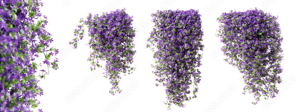 Aufkleber set of phlox paniculata creeper plant, isolated on transparent background. 3d render.