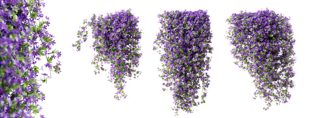Set of Phlox Paniculata creeper plant, isolated on transparent background. 3D render.