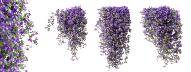 Set of Phlox Paniculata creeper plant, isolated on transparent background. 3D render.