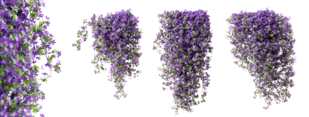  Set of Phlox Paniculata creeper plant, isolated on transparent background. 3D render. © schab