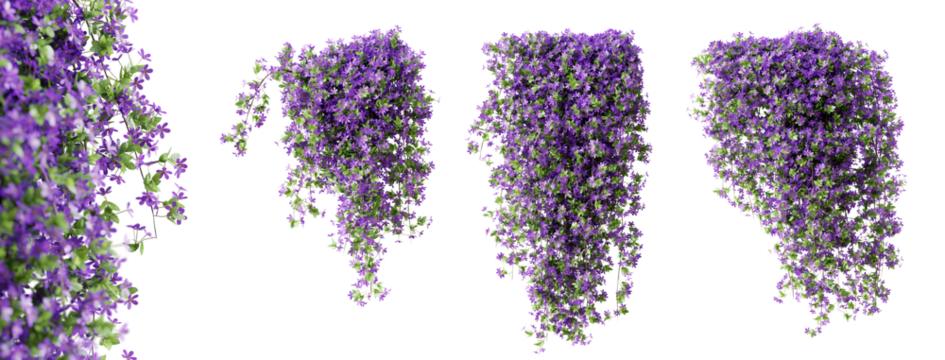 Set of Phlox Paniculata creeper plant, isolated on transparent background. 3D render.