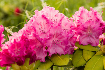 rhododendron