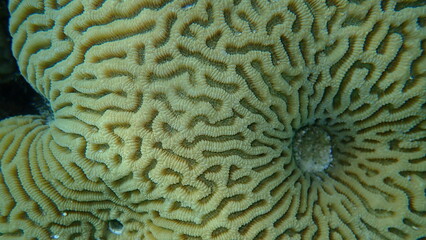 Lesser valley coral or hard brain coral (Platygyra lamellina) close-up undersea, Red Sea, Egypt, Sharm El Sheikh, Nabq Bay