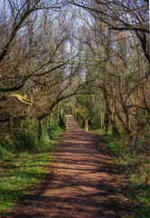 Paseo por el bosque