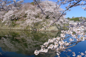 彦根城　堀と桜と天守　滋賀県