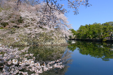Obraz na płótnie Canvas 彦根城の堀と桜　滋賀県