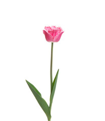 Tulip flower isolated on white