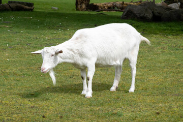 White milk goat or Dutch white goat, Capra aegagrus hircus, standing in meadow, Netherlands