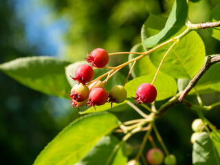 Snowy mespilus, Amelanchier lamarckii, tree with red berries