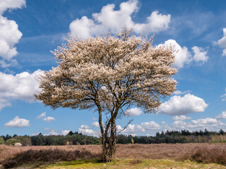 Juneberry tree, Amelanchier lamarkii, blooming in Zuiderheide nature reserve in Het Gooi, North Holland, Netherlands