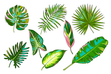 Colorful tropical leaves set. Palm leaves, banana leaves, monstera, calathea stromantha, Philodendron, dieffenbachia, alocasia. Jungle plants isolated on white background. Vector.