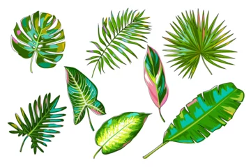 Zelfklevend Fotobehang Tropische bladeren Colorful tropical leaves set. Palm leaves, banana leaves, monstera, calathea stromantha, Philodendron, dieffenbachia, alocasia. Jungle plants isolated on white background. Vector.