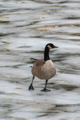 Canada goose branta canadensis walking on the ice during freezing temperatures