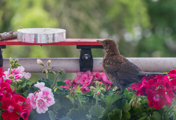 Spring colorful flowers in the garden with young blackbird - 604867008
