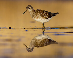 Wood sandpiper (Tringa glareola) feeding in the wetlands in spring.