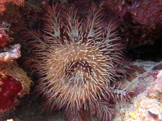 Naklejka na ściany i meble Crown of thorns star fish at red sea