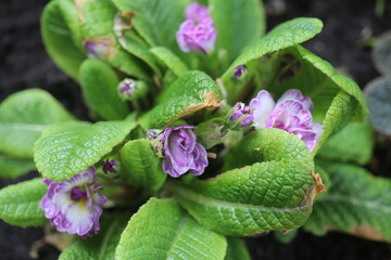 pierwiosnek Prymula Balerina Primula Balerina Livery Lilac © Perovskia