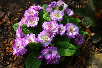 pierwiosnek Prymula Balerina Primula Balerina Livery Lilac