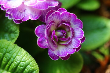 pierwiosnek Prymula Balerina Primula Balerina Livery Lilac © Perovskia