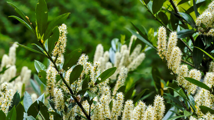 Białe kwiaty Laurowiśni wschodniej  (Prunus laurocerasus)