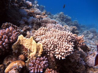 Blue hole fish and coral reef at red sea egypt