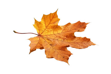 Naklejka na ściany i meble Fall Symphony: Isolated Autumn Leaf on Transparent Background, autumn leaf, isolated, transparent background, fall, foliage, nature, seasonal, colorful, 