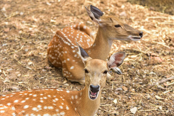 Female sika deer looking into camera cute wildlife concept Brown Deer, Animal, Zoo