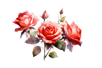 watercolor rose white background. ai