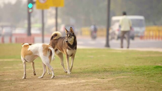 Indian street dogs walking in a park