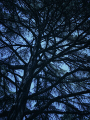Vertical image a large tree against a dark blue sky. Horror toning.