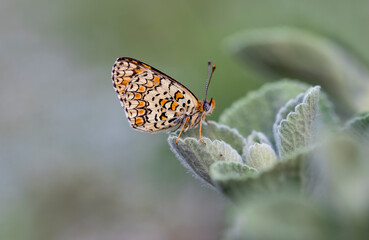 Algerian Iparkhan butterfly (Melitaea ornata) on plant