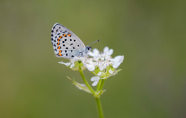 Bavius Blue butterfly (Rubrapterus bavius) on flower
