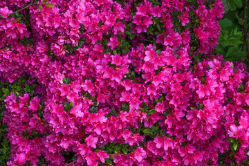 Obraz premium Rhododrendron with vibrant deep pink flowers