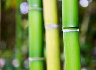 Fototapeta premium Green bamboo forest for background