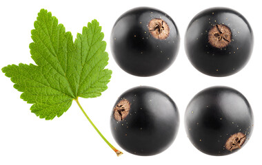 Black currant isolated on white background, full depth of field