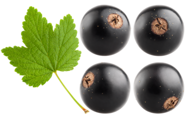 Black currant isolated on white background, full depth of field