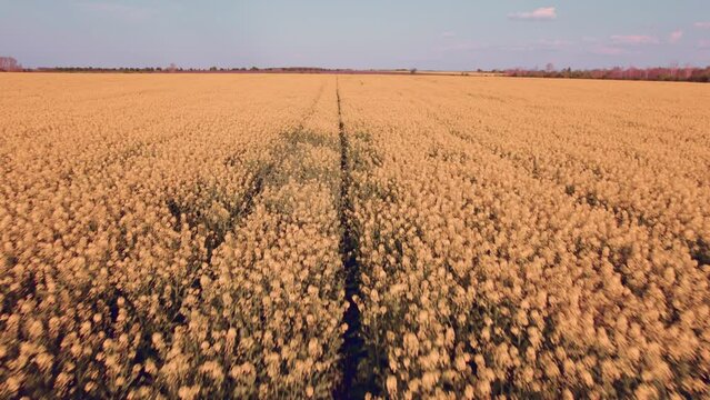 Drone footage of yellow flower meadow in sunset