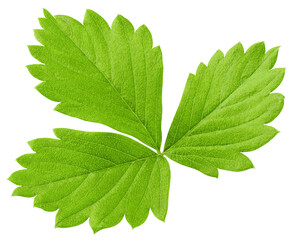 Strawberry Leaf isolated on white background, full depth of field