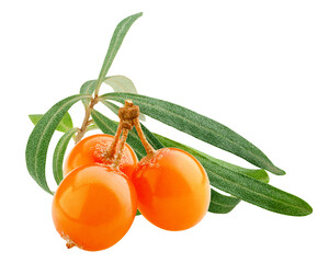 Sea buckthorn isolated on white background, full depth of field