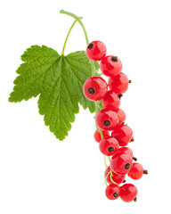 Red currant isolated on white background, full depth of field