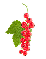 Red currant isolated on white background, full depth of field