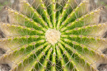 Greenl beautiful blooming cactus with needles Vietnam nature macro
