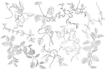 Coloring with tropical greenery set. Creepers, flowers. Monstera, philodendron, hoya. Stickers, clipart